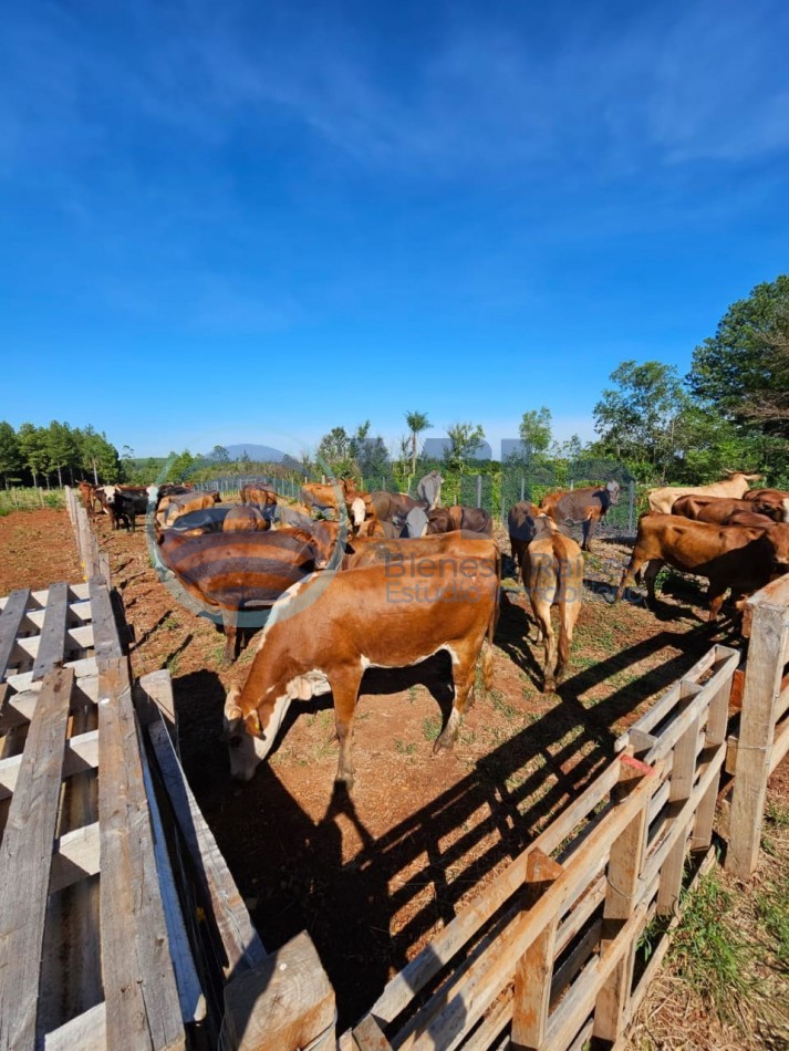 CHACRA EN VENTA 50 HAS  CORPUS - MISIONES